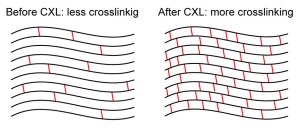Crosslinking effect